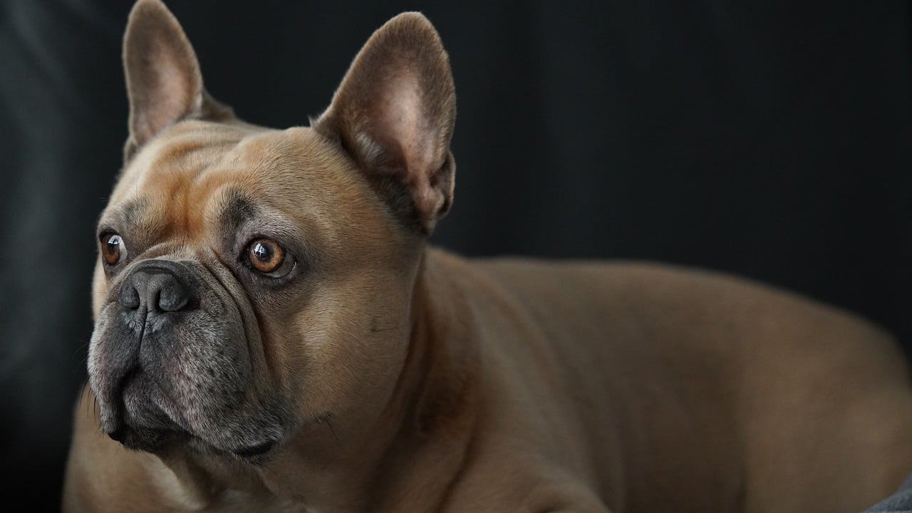 The Most Loyal Dog Breeds - A Look at Their Traits